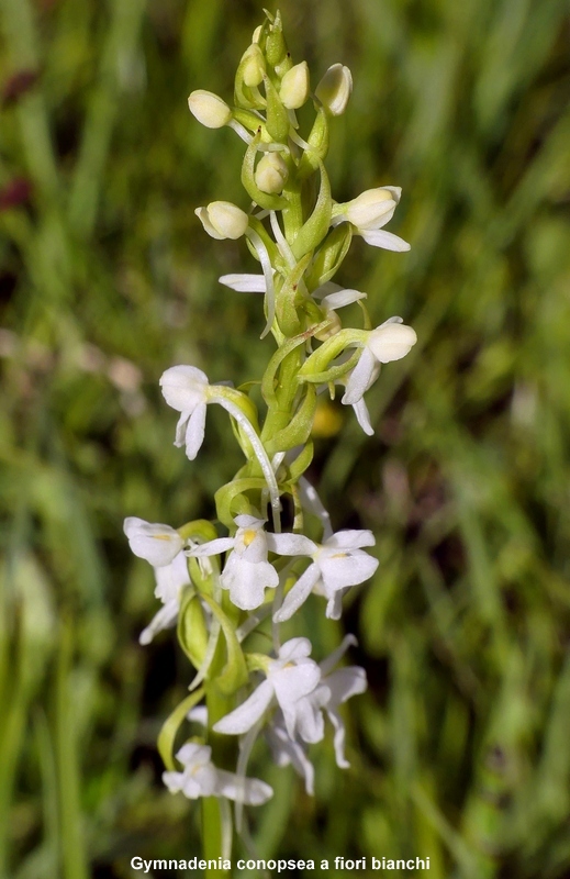 Nigritella cenisia e Nigritella rhellicani – Savoia francese   luglio 2023.